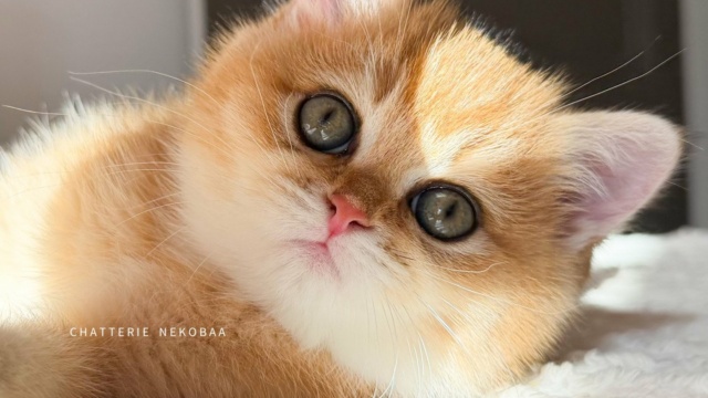 chaton-british-shorthair-black-golden-shaded-vanille-coco-chatterie-nekobaa-23