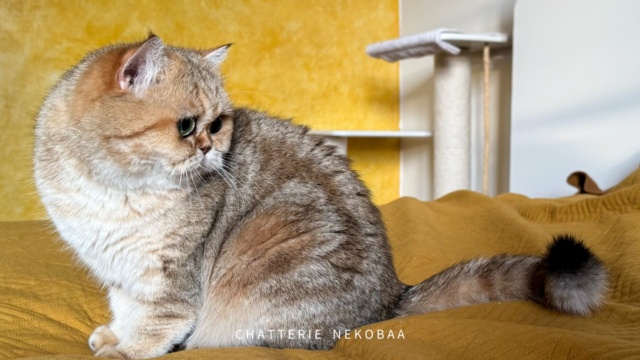 chat-british-shorthair-black-golden-blotched-tabby-fuu-chatterie-nekobaa-53