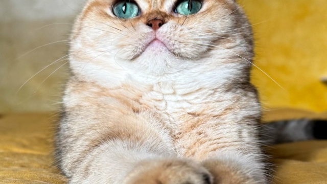 chat-british-shorthair-black-golden-blotched-tabby-fuu-chatterie-nekobaa-54