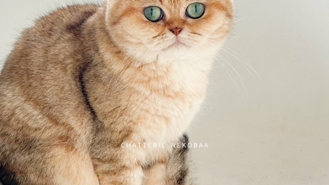 chat-british-shorthair-black-golden-blotched-tabby-fuu-chatterie-nekobaa-55