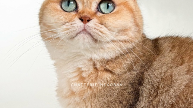 chat-british-shorthair-black-golden-blotched-tabby-fuu-chatterie-nekobaa-57