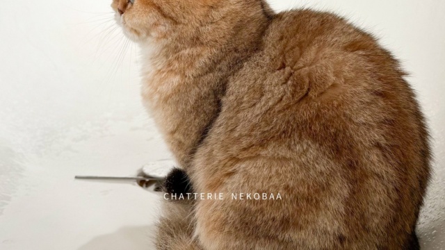 chat-british-shorthair-black-golden-blotched-tabby-fuu-chatterie-nekobaa-58
