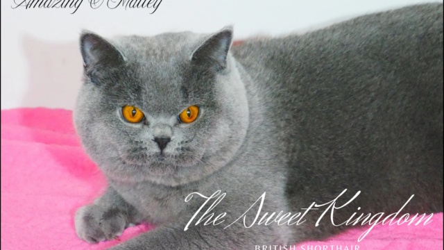 Copie-de-Copie-de-The-Sweet-Kingdom_20251231_132533_0000