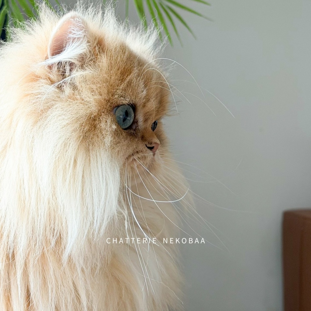 chat-british-longhair-black-golden-shaded-hotaru-chatterie-nekobaa-36