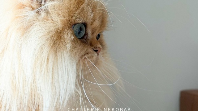 chat-british-longhair-black-golden-shaded-hotaru-chatterie-nekobaa-36