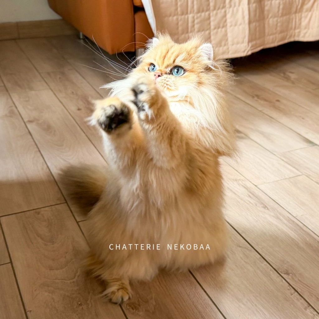 chat-british-longhair-black-golden-shaded-hotaru-chatterie-nekobaa-37