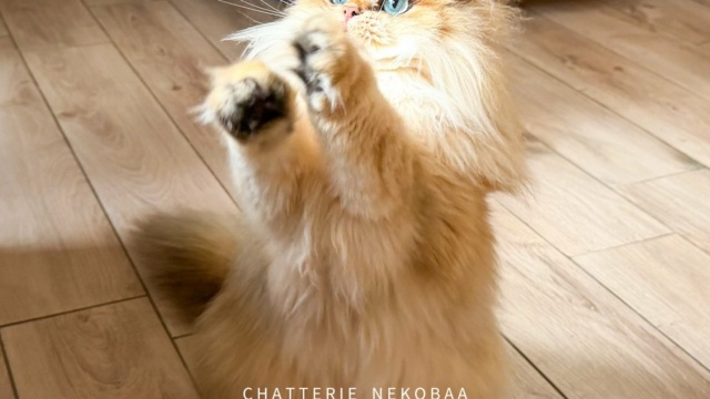 chat-british-longhair-black-golden-shaded-hotaru-chatterie-nekobaa-37