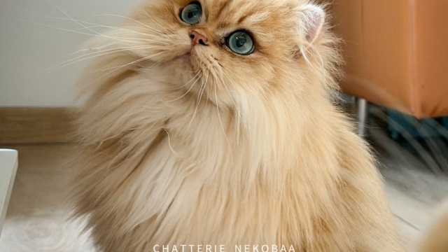 chat-british-longhair-black-golden-shaded-hotaru-chatterie-nekobaa-38