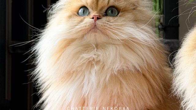 chat-british-longhair-black-golden-shaded-hotaru-chatterie-nekobaa-40