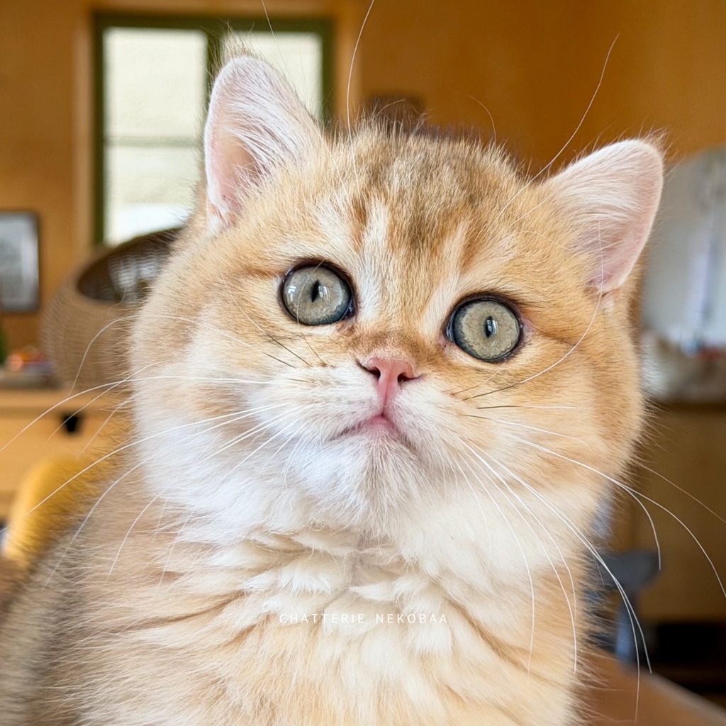 chaton-british-shorthair-black-golden-shaded-wasaburo-chatterie-nekobaa-10