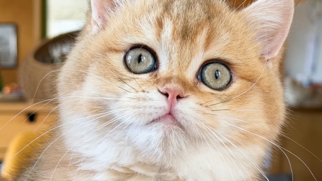 chaton-british-shorthair-black-golden-shaded-wasaburo-chatterie-nekobaa-10