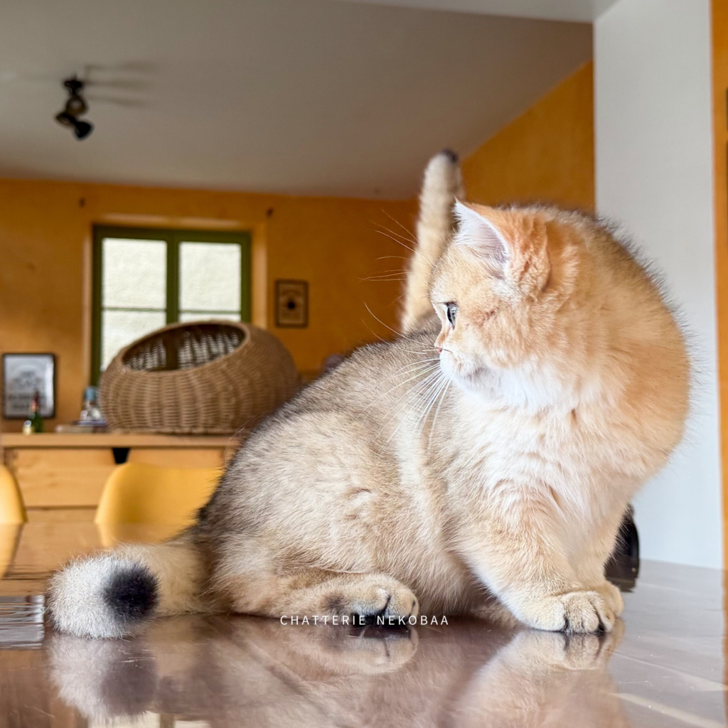 chaton-british-shorthair-black-golden-shaded-wasaburo-chatterie-nekobaa-12