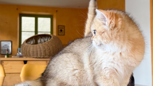 chaton-british-shorthair-black-golden-shaded-wasaburo-chatterie-nekobaa-12