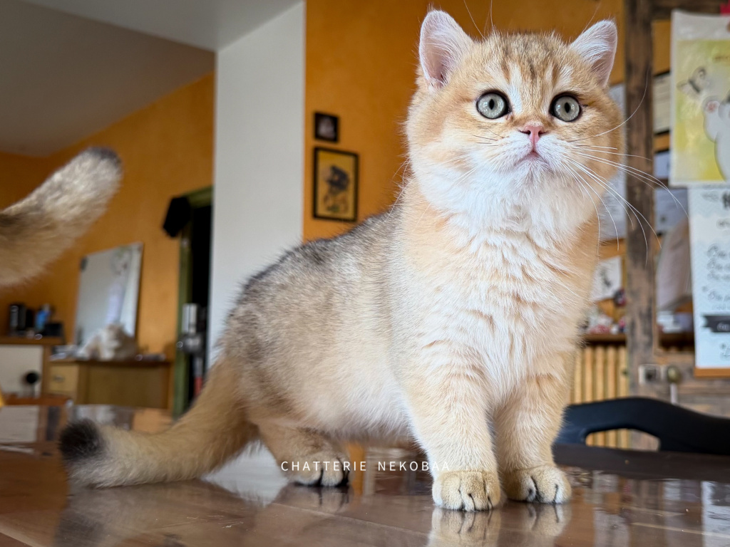 chaton-british-shorthair-black-golden-shaded-wasaburo-chatterie-nekobaa-13