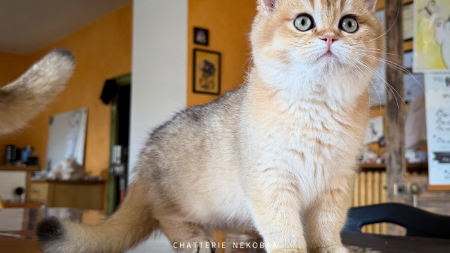 chaton-british-shorthair-black-golden-shaded-wasaburo-chatterie-nekobaa-13