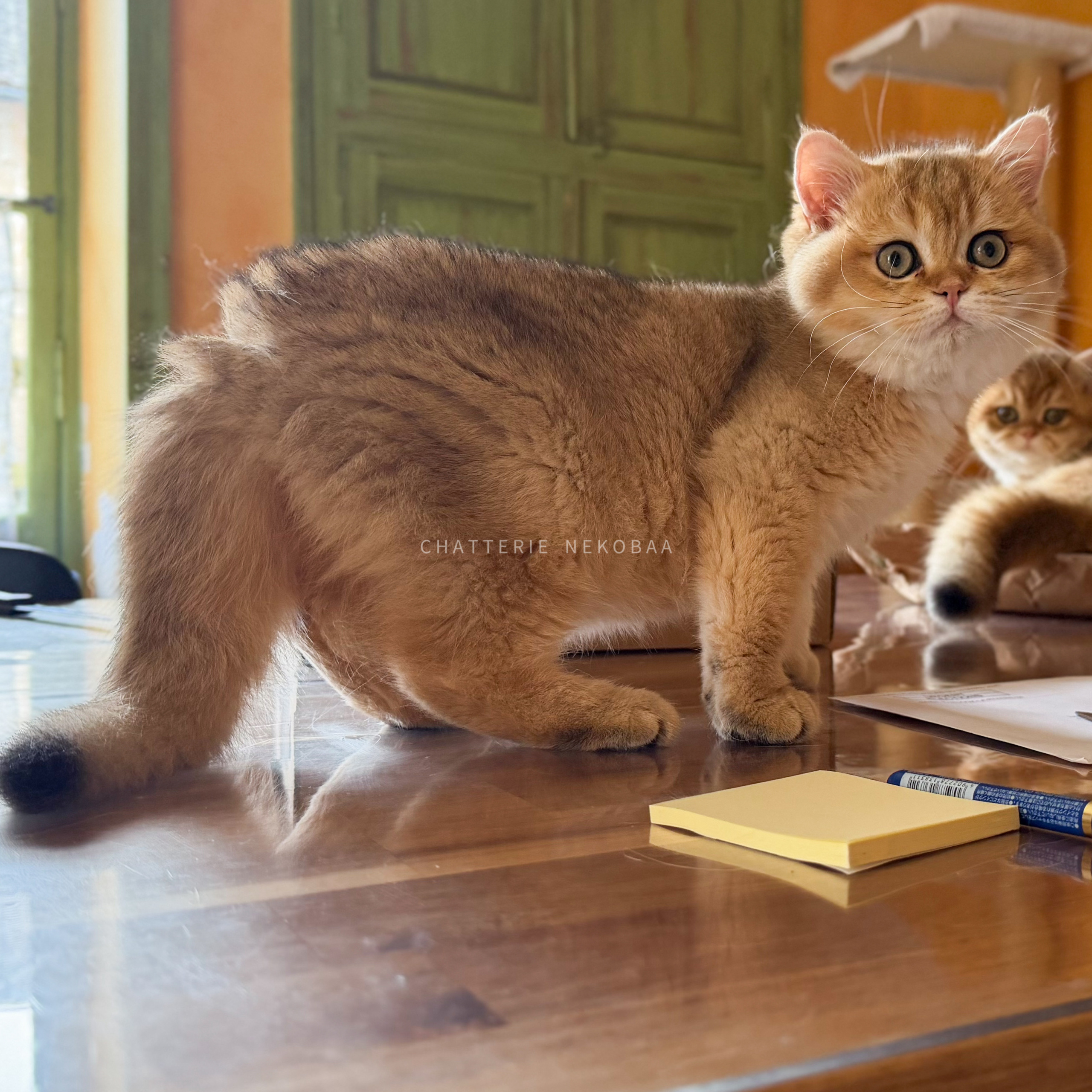 chaton-british-shorthair-black-golden-shaded-wasaburo-chatterie-nekobaa-14