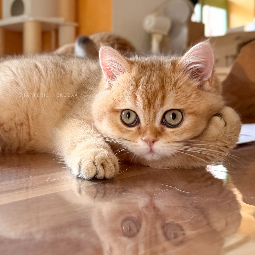 chaton-british-shorthair-black-golden-shaded-wasaburo-chatterie-nekobaa-15