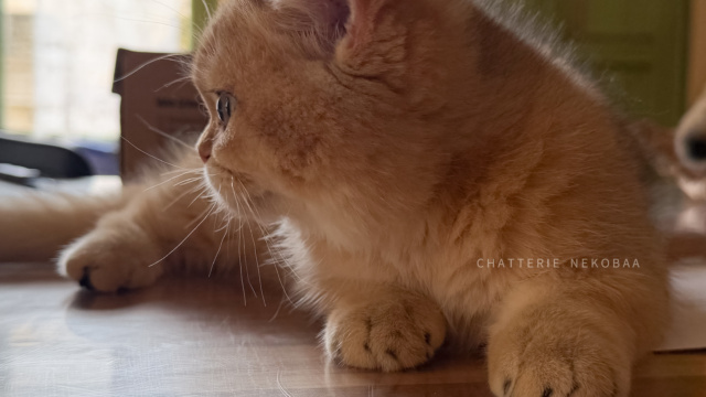 chaton-british-shorthair-black-golden-shaded-wasaburo-chatterie-nekobaa-17