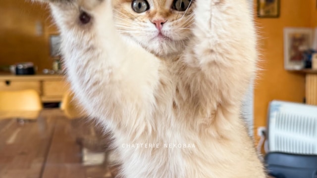 chaton-british-shorthair-black-golden-shaded-wasaburo-chatterie-nekobaa-7