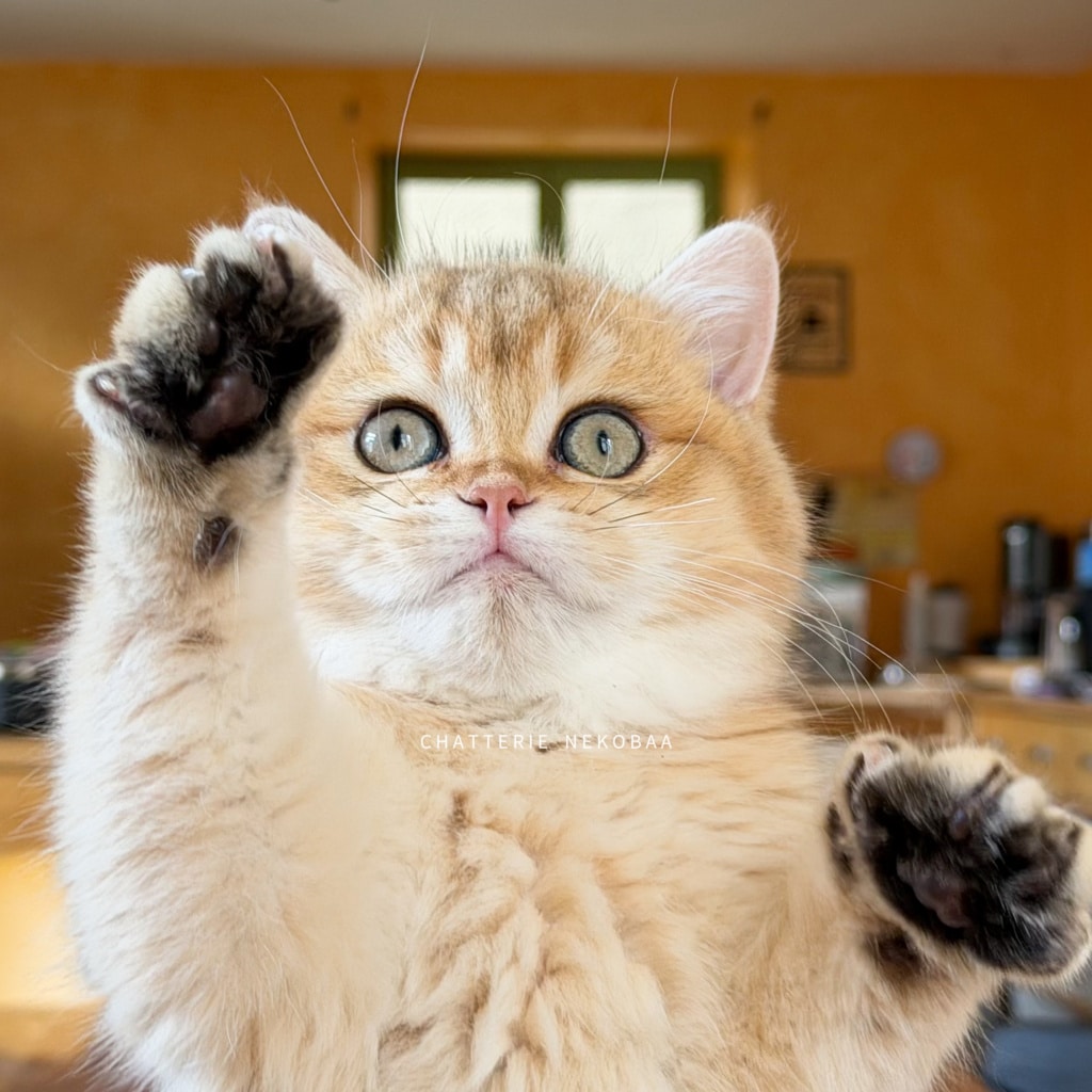 chaton-british-shorthair-black-golden-shaded-wasaburo-chatterie-nekobaa-8