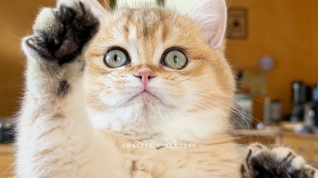 chaton-british-shorthair-black-golden-shaded-wasaburo-chatterie-nekobaa-8