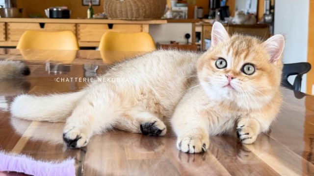 chaton-british-shorthair-black-golden-shaded-wasaburo-chatterie-nekobaa-9