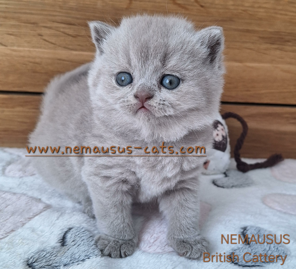 british-shorthair-lilas