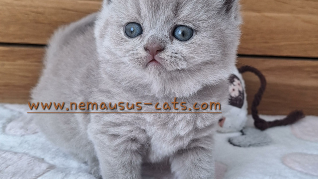 british-shorthair-lilas