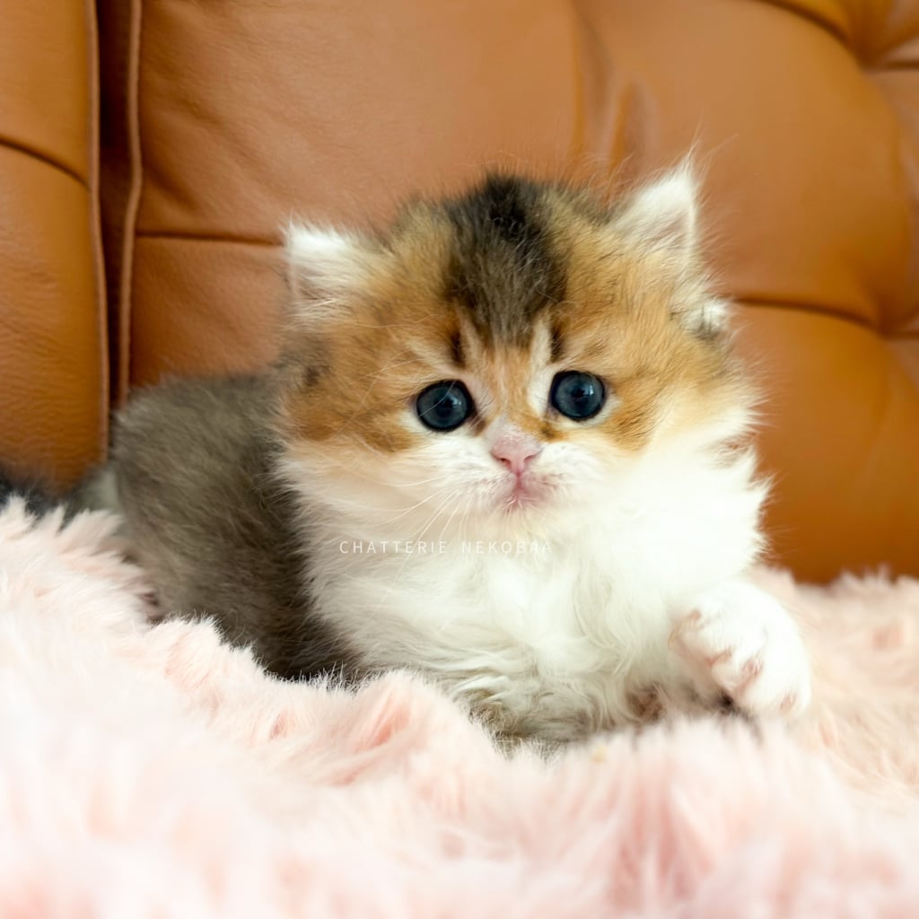 chaton-british-longhair-black-golden-ticked-tabby-bicolor-akari-chatterie-nekobaa-10