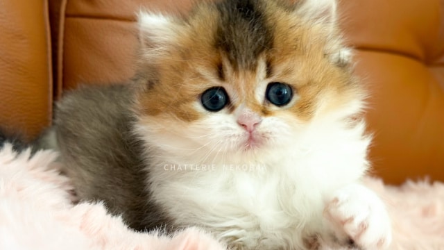 chaton-british-longhair-black-golden-ticked-tabby-bicolor-akari-chatterie-nekobaa-10