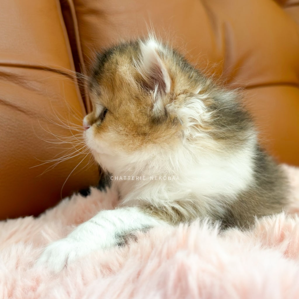 chaton-british-longhair-black-golden-ticked-tabby-bicolor-akari-chatterie-nekobaa-11
