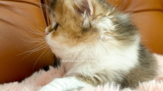 chaton-british-longhair-black-golden-ticked-tabby-bicolor-akari-chatterie-nekobaa-11