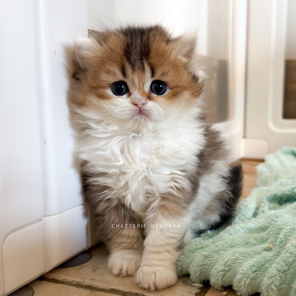 chaton-british-longhair-black-golden-ticked-tabby-bicolor-akari-chatterie-nekobaa-7