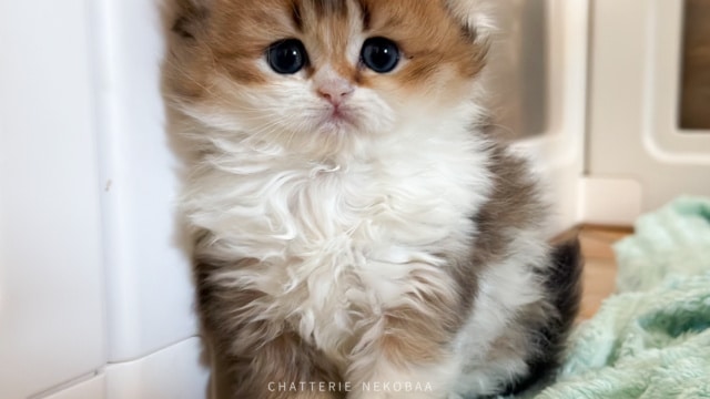 chaton-british-longhair-black-golden-ticked-tabby-bicolor-akari-chatterie-nekobaa-7