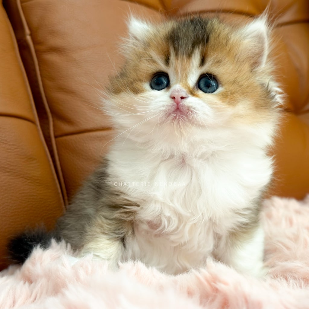 chaton-british-longhair-black-golden-ticked-tabby-bicolor-akari-chatterie-nekobaa-9