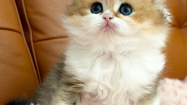 chaton-british-longhair-black-golden-ticked-tabby-bicolor-akari-chatterie-nekobaa-9