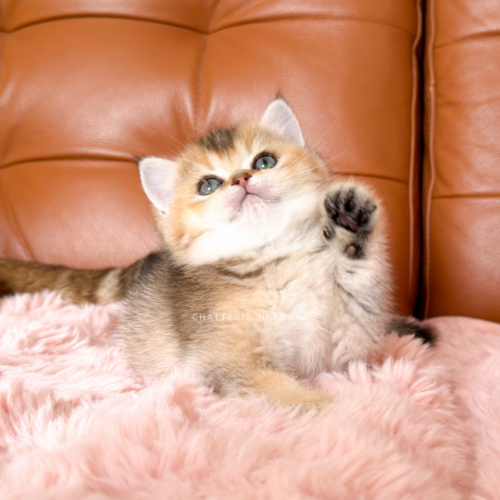 chaton-british-shorthair-black-golden-ticked-tabby-aimi-chatterie-nekobaa-12