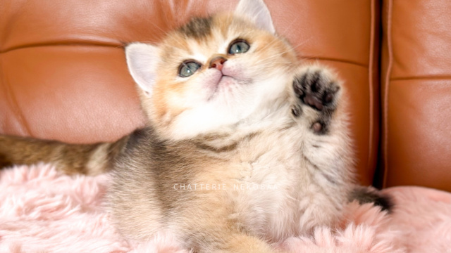 chaton-british-shorthair-black-golden-ticked-tabby-aimi-chatterie-nekobaa-12
