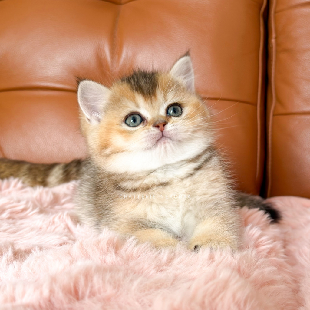 chaton-british-shorthair-black-golden-ticked-tabby-aimi-chatterie-nekobaa-13