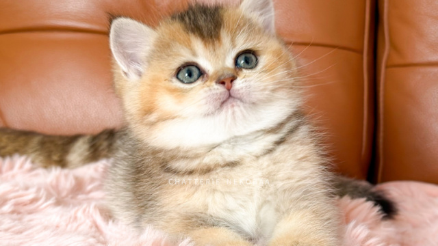 chaton-british-shorthair-black-golden-ticked-tabby-aimi-chatterie-nekobaa-13