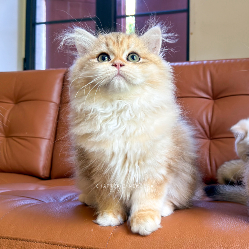 chaton-british-longhair-black-golden-blotched-tabby-blotched-yoko-chatterie-nekobaa-14