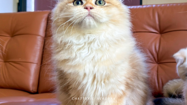 chaton-british-longhair-black-golden-blotched-tabby-blotched-yoko-chatterie-nekobaa-14