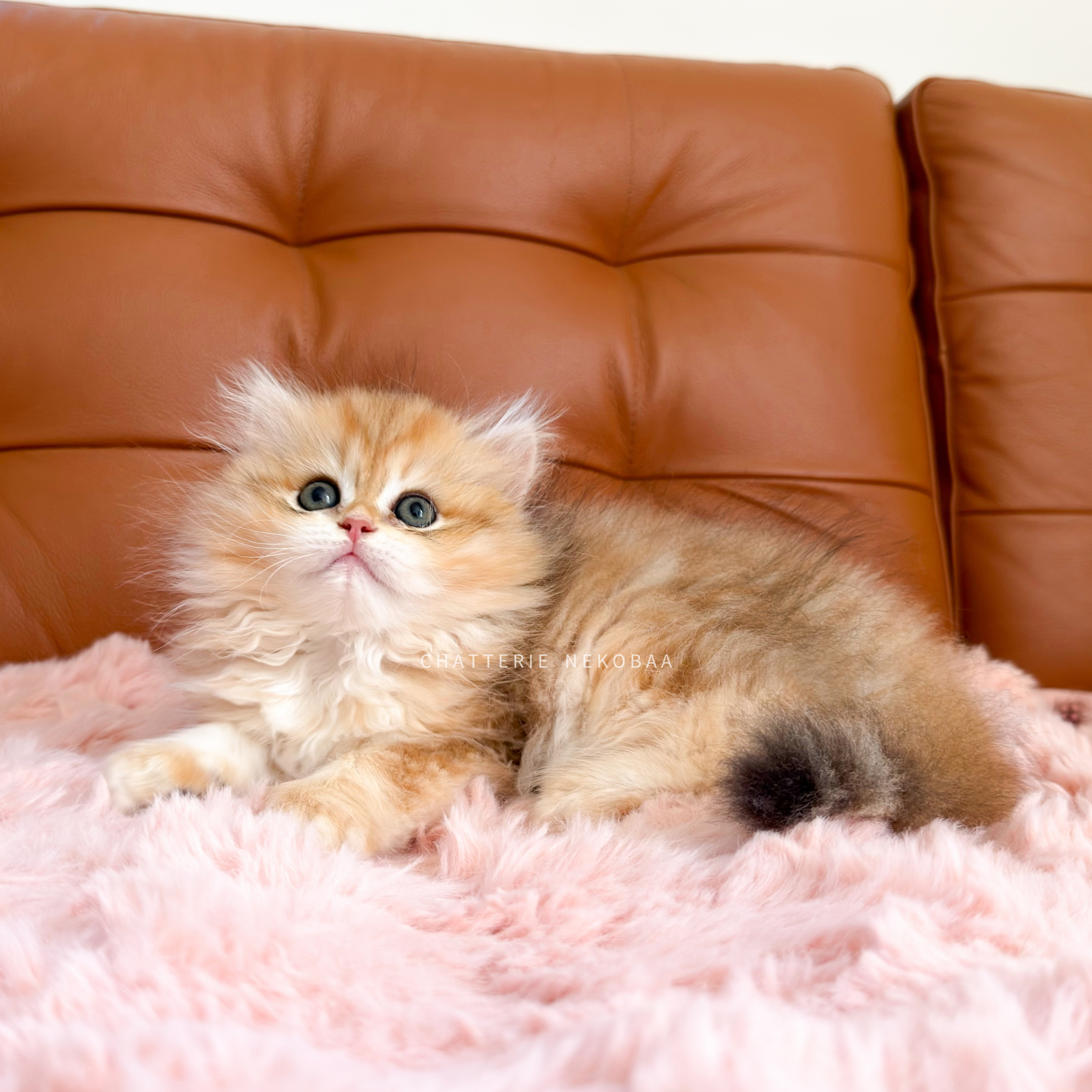 chaton-british-longhair-black-golden-blotched-tabby-yoko-chatterie-nekobaa-10