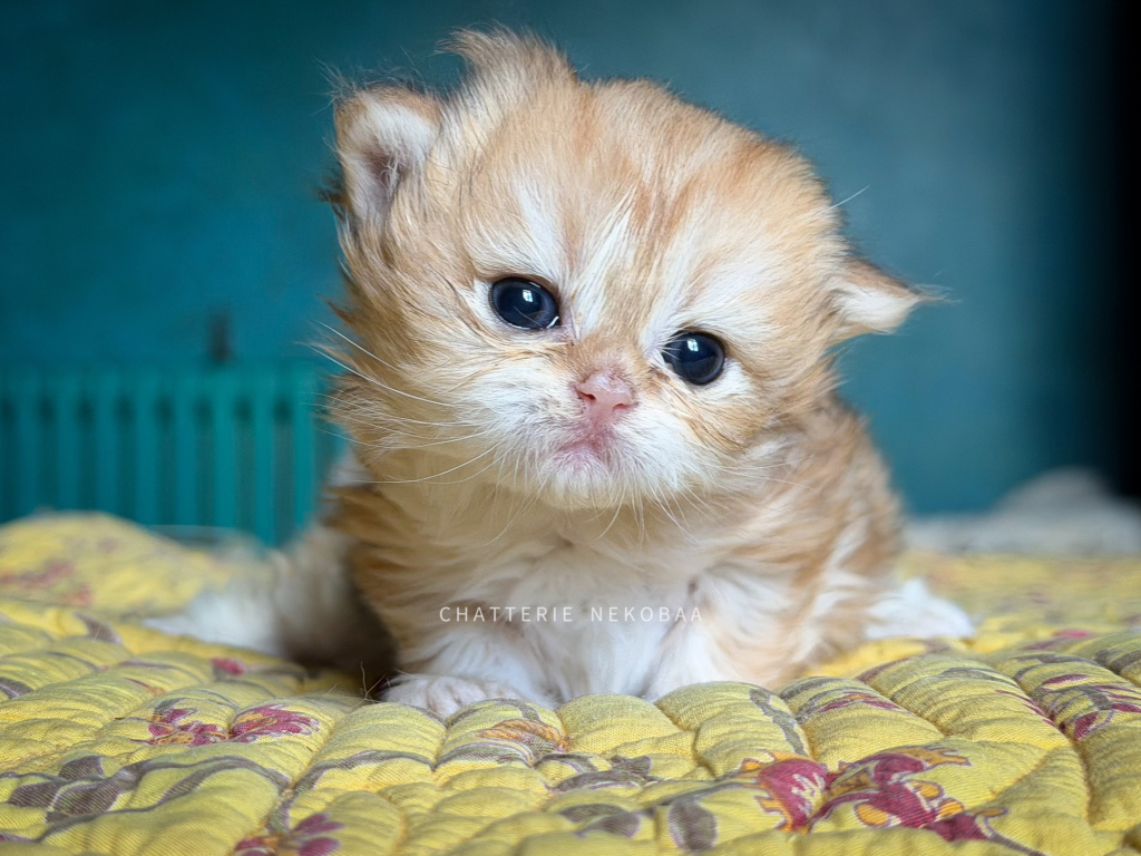 chaton-british-longhair-black-golden-blotched-tabby-yoko-chatterie-nekobaa-4