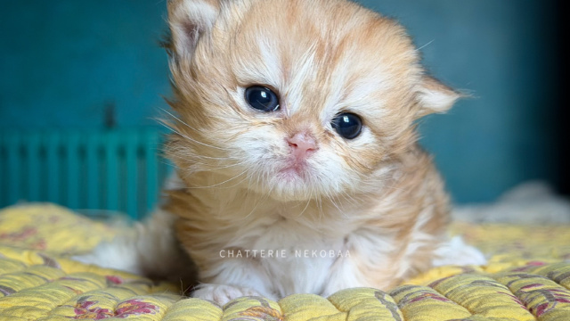 chaton-british-longhair-black-golden-blotched-tabby-yoko-chatterie-nekobaa-4