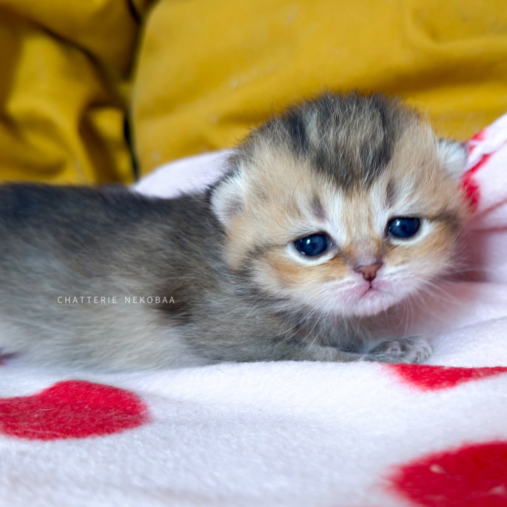chaton-british-shorthair-black-golden-ticked-tabby-diana-chatterie-nekobaa-0