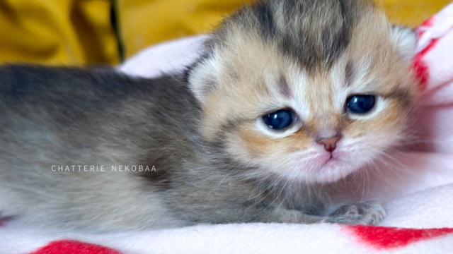 chaton-british-shorthair-black-golden-ticked-tabby-diana-chatterie-nekobaa-0