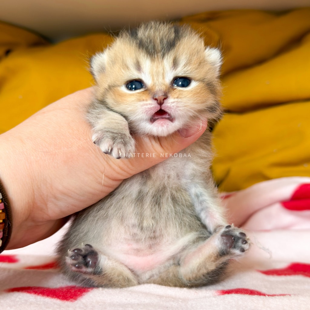 chaton-british-shorthair-black-golden-ticked-tabby-diana-chatterie-nekobaa-1