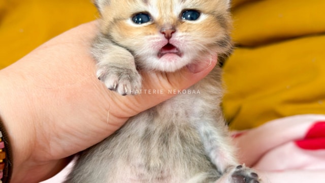 chaton-british-shorthair-black-golden-ticked-tabby-diana-chatterie-nekobaa-1