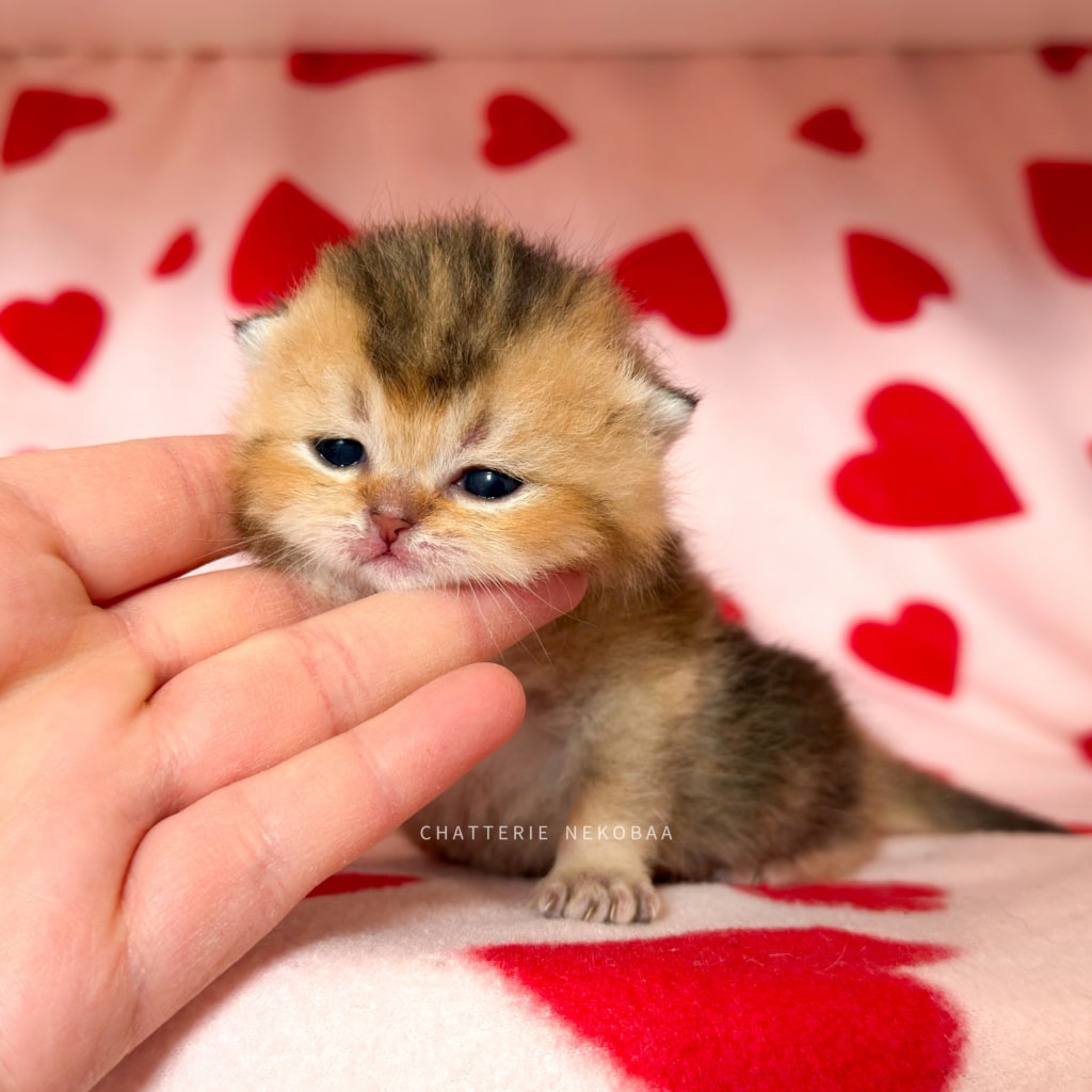 chaton-british-shorthair-black-golden-ticked-tabby-diana-chatterie-nekobaa-4